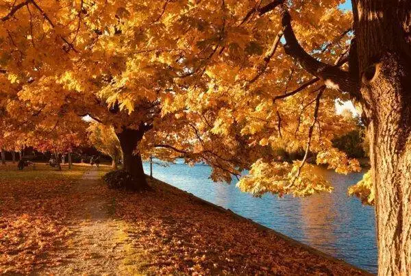 Fall and changes on the skin