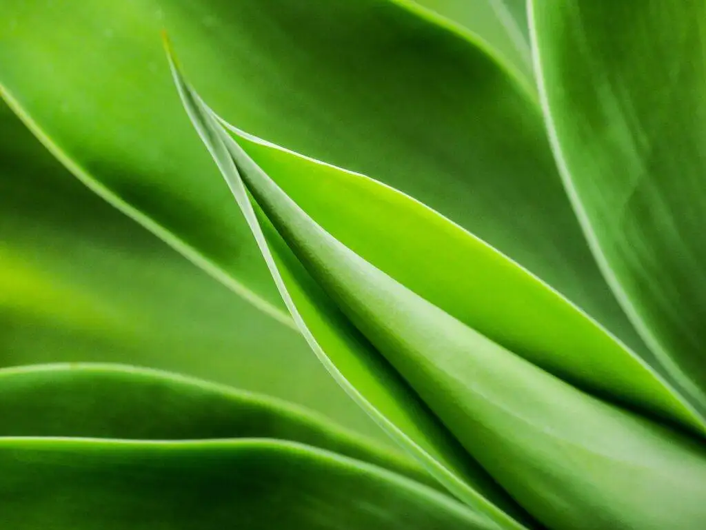 Aloe Vera Plant 